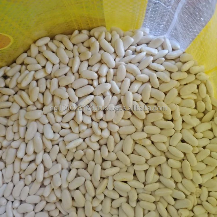 
Egyptian white kidney beans 