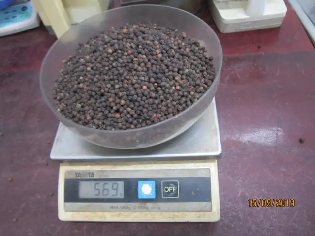 DRIED BLACK PEPPER 550/560/570/580GL ORIGINAL FROM VIETNAM