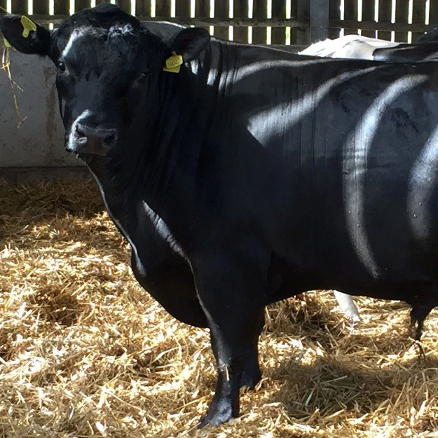 
Aberdeen Angus Dairy Livestock Cattle 