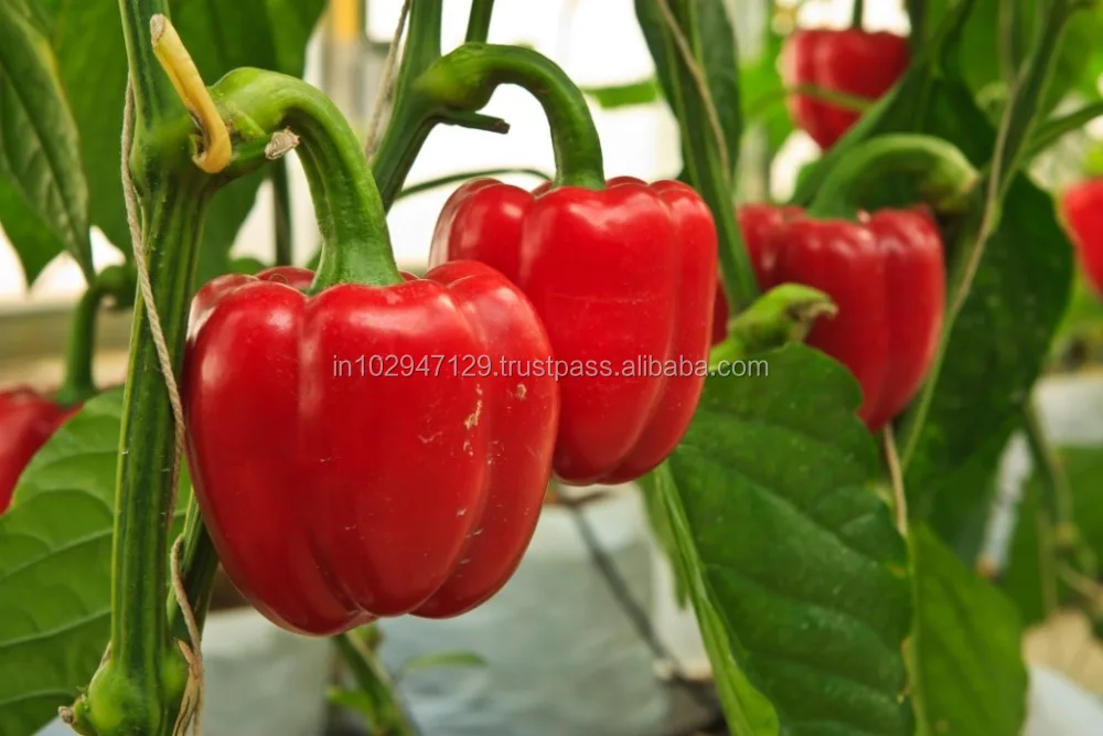 organic natural compost catalyst for kitchen waste management for kitchen gardening