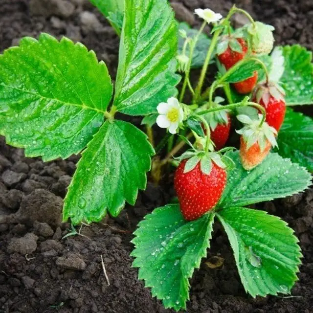 
Strawberry Plants 