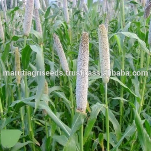 Good Quality Of Bajara Seeds For Zimbabwe