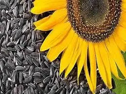 
Refined sunflower oil 