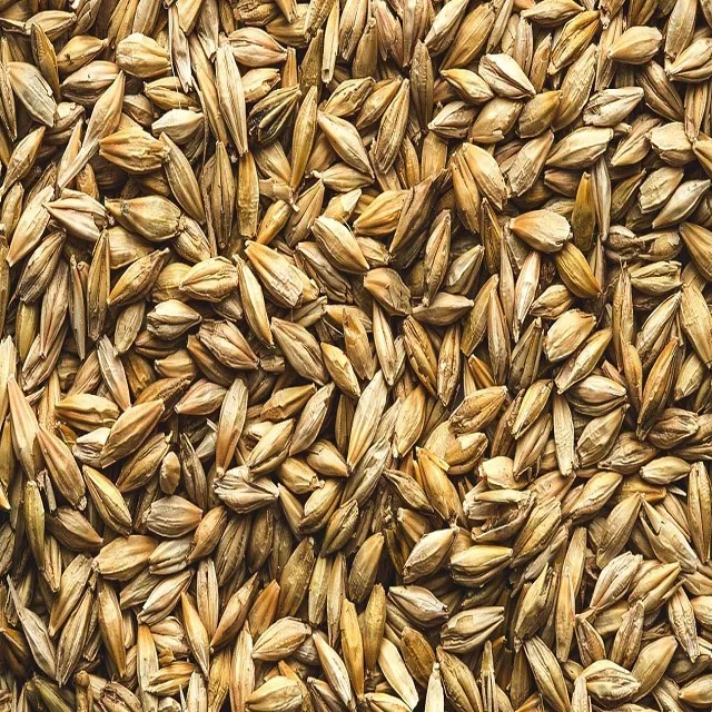Human Consumption And Animal Feed Barley Seeds  Available In Bulk Quantity For Sale