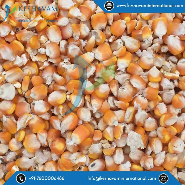 
Widely Exported From India Yellow Corn Maize Bulk Product 