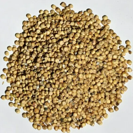 
Wholesale Seeds Of Ukrainian origin White Sorghum for Birds and Animals 