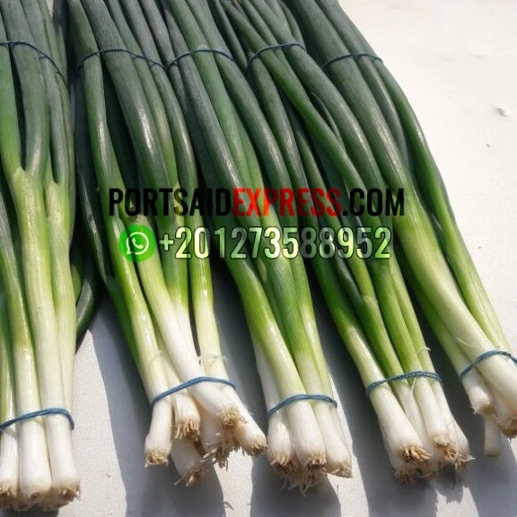 
fresh green onion , fresh spring onion BY AIR AND BY SEA 