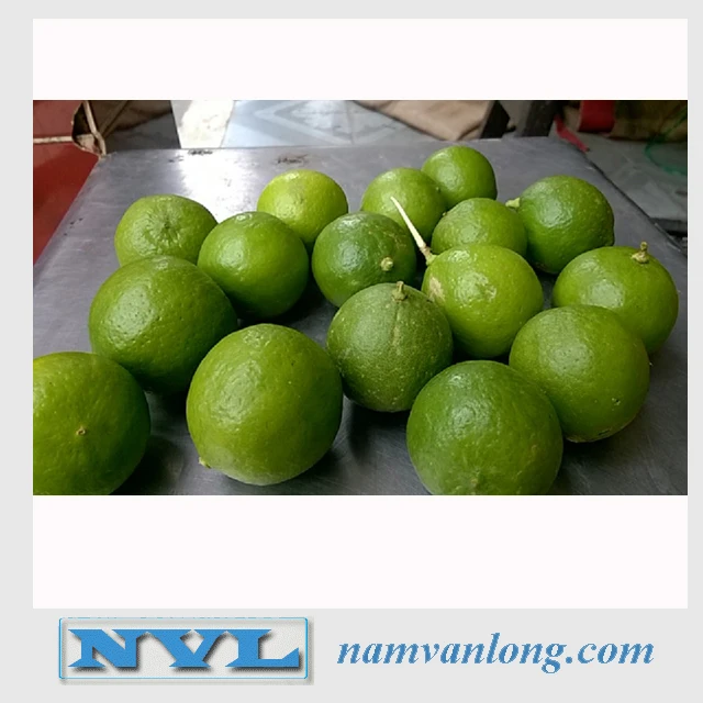 
FRESH LIME WITH HIGH QUALITY AND BEST PRICE 