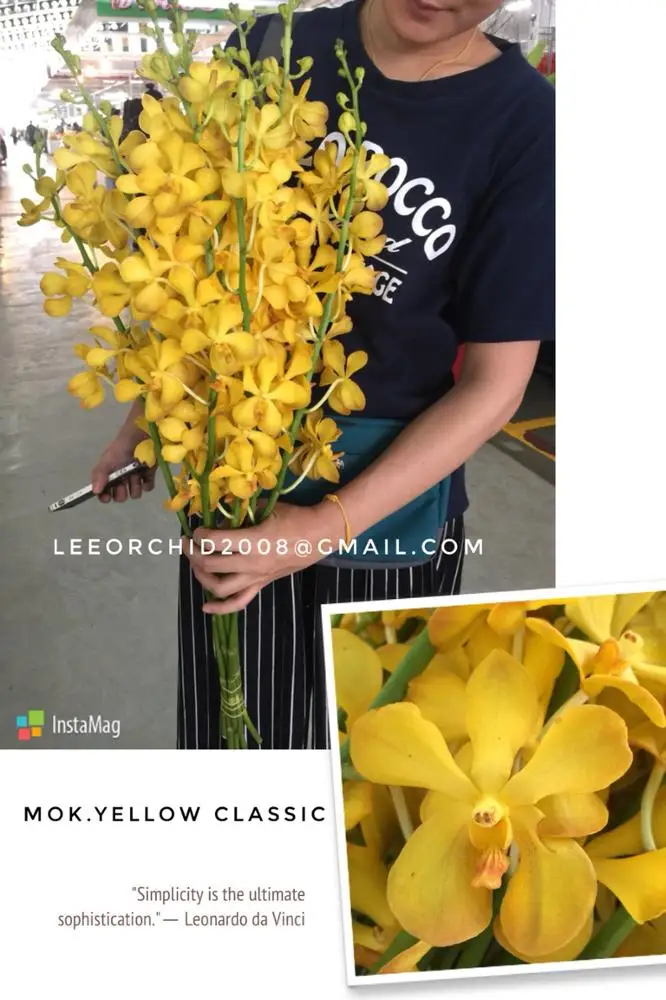 
Wholesale Mokara Yellow Thai Orchids Cut Flower -Premium Quality @ Best Price Try us!! 