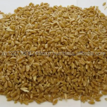 
AAA Grade Quality Durum wheat 