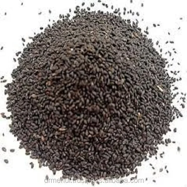 Ocimum basilicum