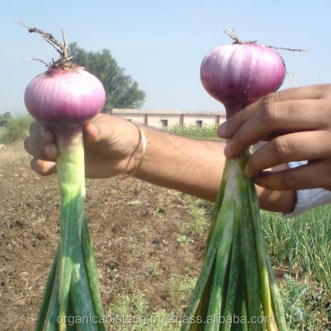 Organic crop Yield Boosters onion importers in singapore