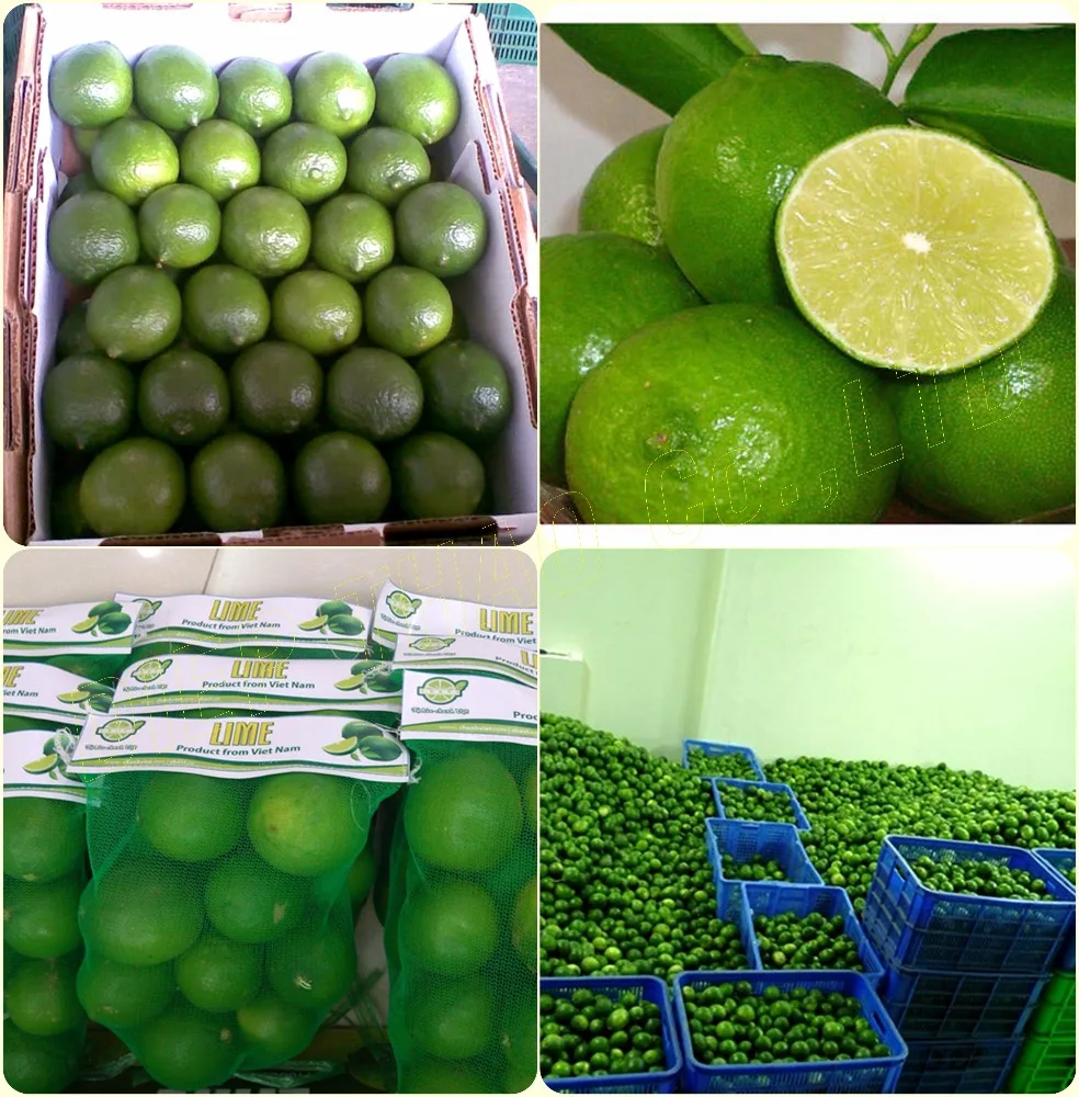 FRESH LIME SEEDLESS/ DRIED LIME SLICES