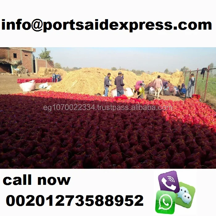 dubai onion price