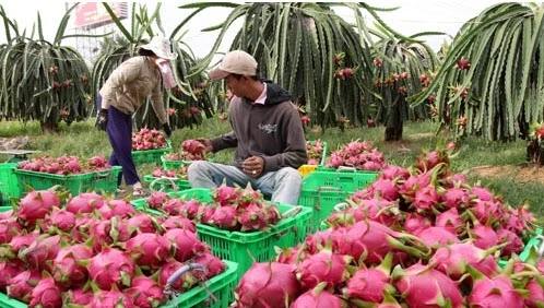 
Red and White Dragon Fruit 2021/ Whatsapp +84 845 639 639 