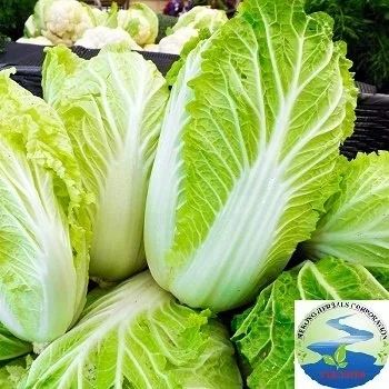 
100% Fresh Green Cabbage (Mekong Herbals) 