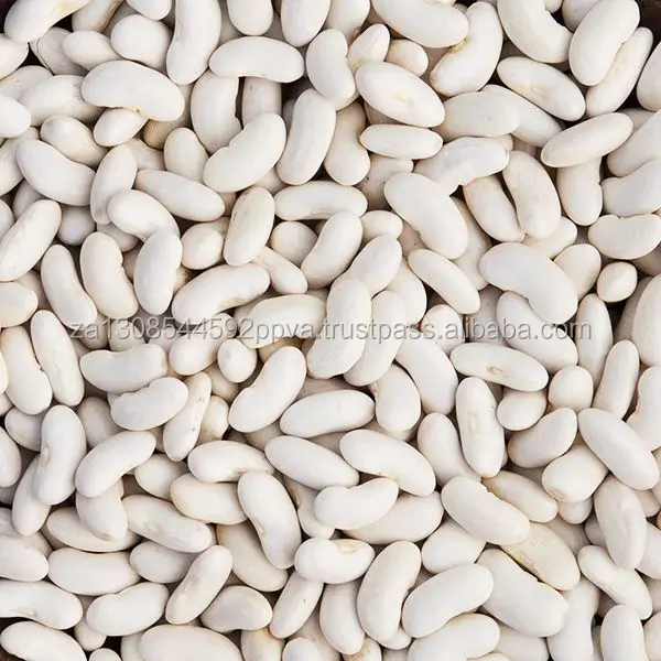BEST QUALITY WHITE KIDNEY BEANS FOR SALE