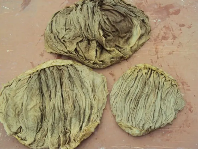 Корова омасум