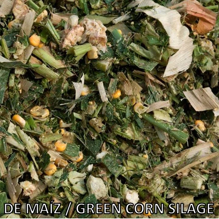 
CORN SILAGE 