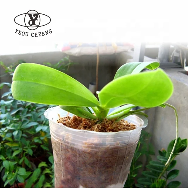 High quality transparent small nursery pots for orchid