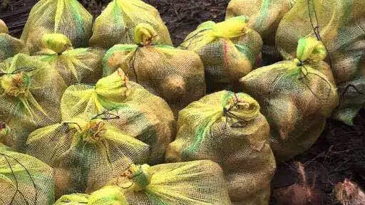 Fresh Organic Matured Coconut