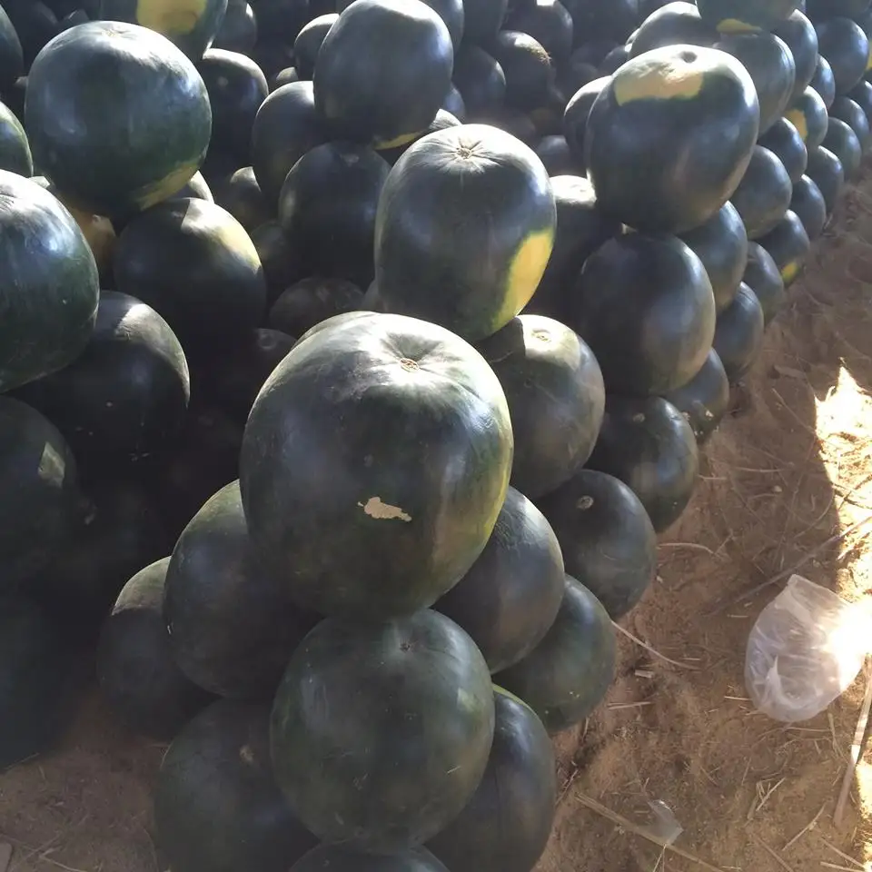 
Fresh watermelons for sale , ready to export from egypt , watermelon fruit 