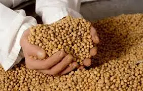 Soya beans