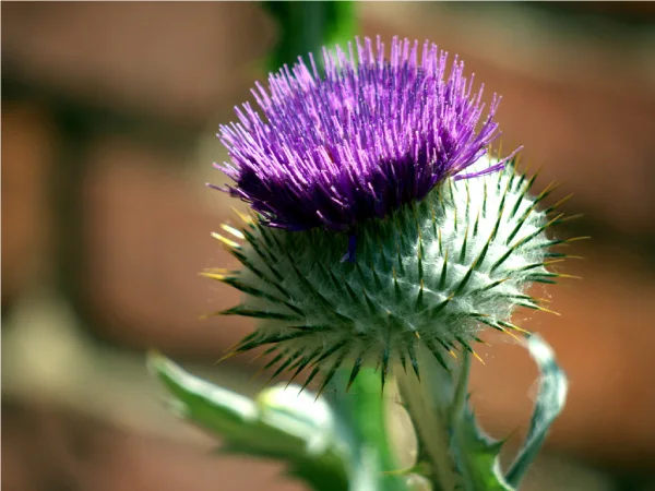 
Hypertransaminemia and Hepatic Steatosis Detoxifyng with turmeric- Gluten free Made in Italy 