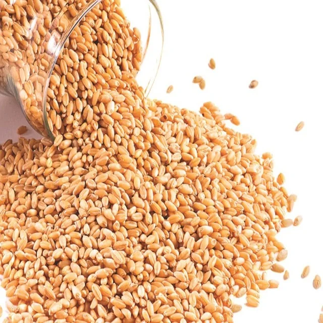 
High Quality Indian Soft Milling Wheat / Hard Milling Wheat Grain Sale For Cheapest Price  (62000432116)