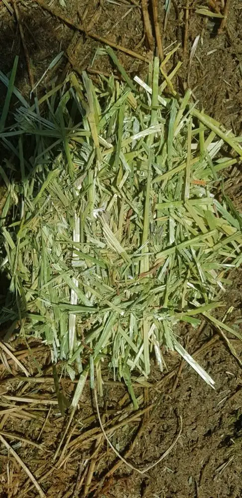 
Oats Hay in bales 
