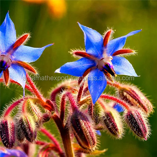 BORAGE OIL WHOLESALE BULK EXPORTS