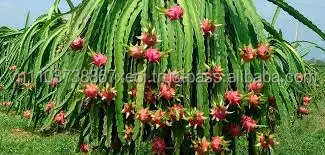 VIETNAM DRAGON FRUIT.