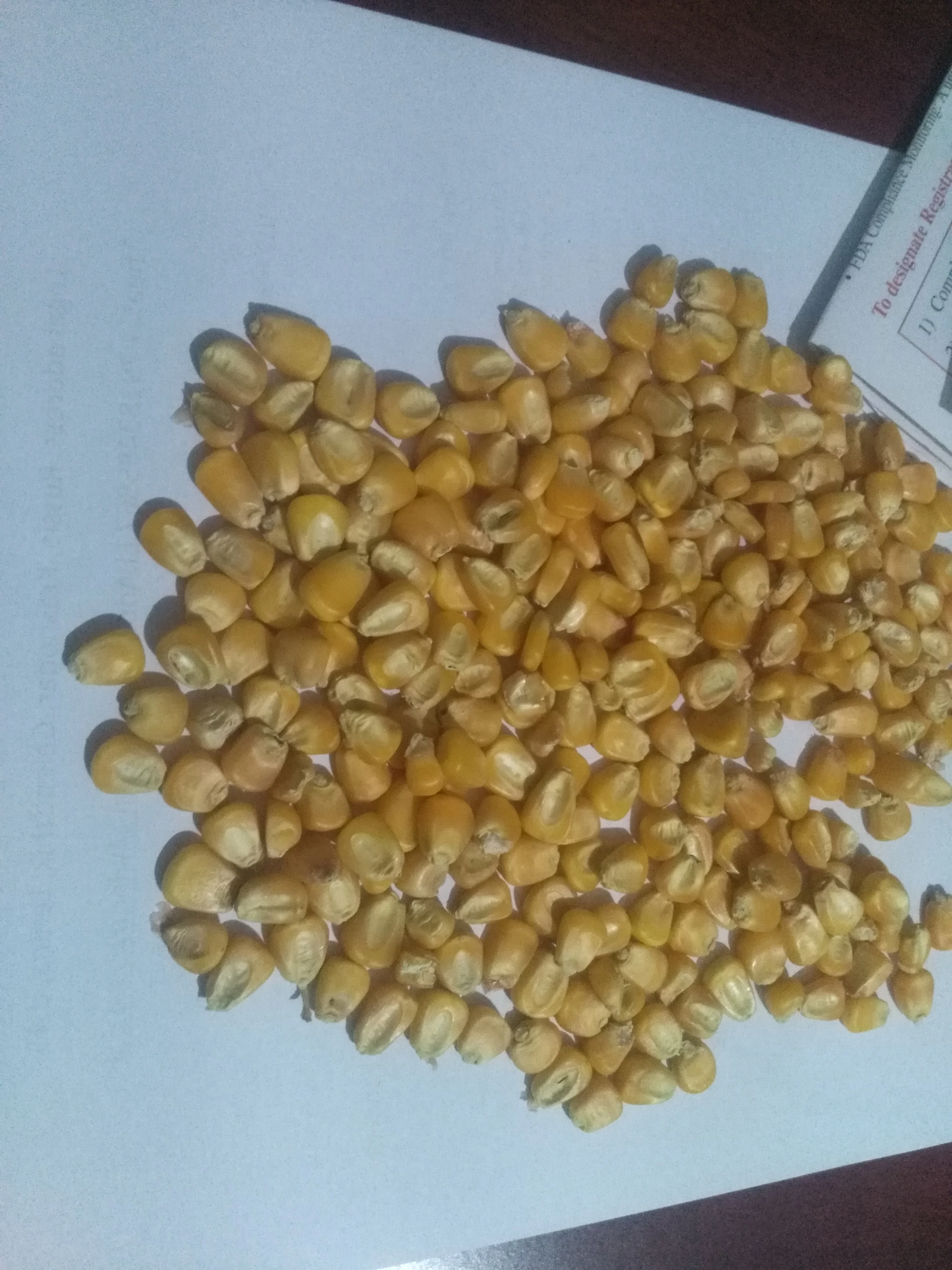 Yellow Corn / Poultry, Animal Feed