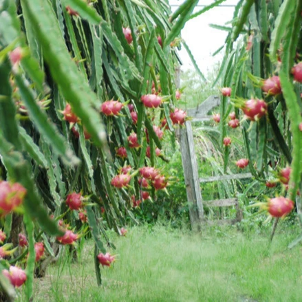 Экспорт свежих фруктов дракона высокого качества и по конкурентоспособной цене