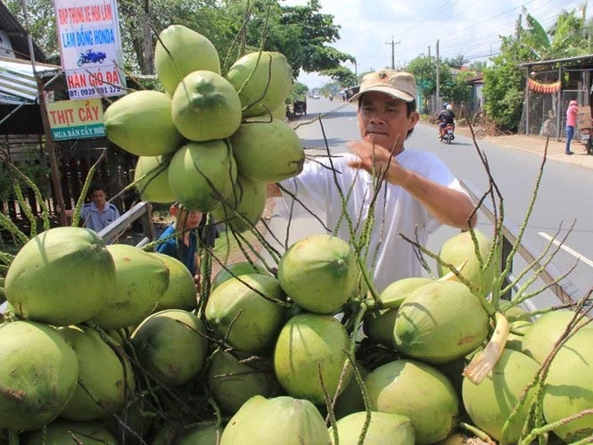 Свежий кокос