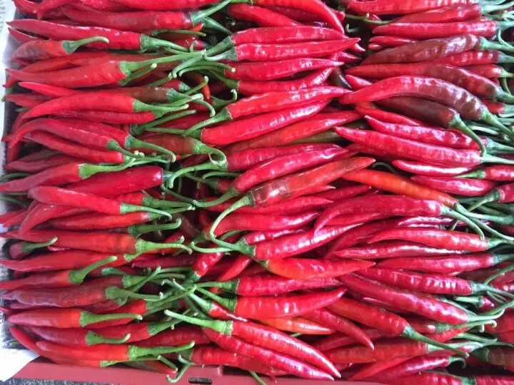 WHOLE SALE CHILI FROZEN/ HOT RED CHILI+84-845-639-639 (Whatsapp)