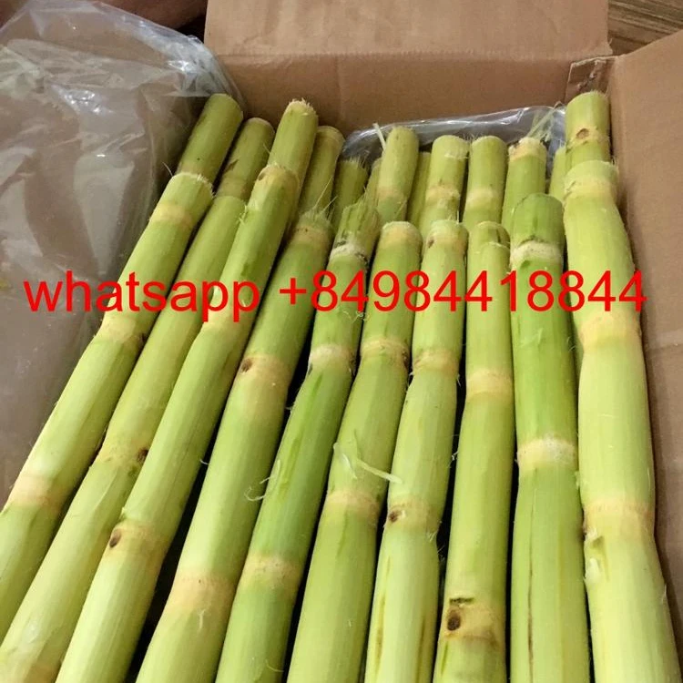 Замороженный сахарный тростник для сока свяжитесь с нами + 84984418844 whatsapp