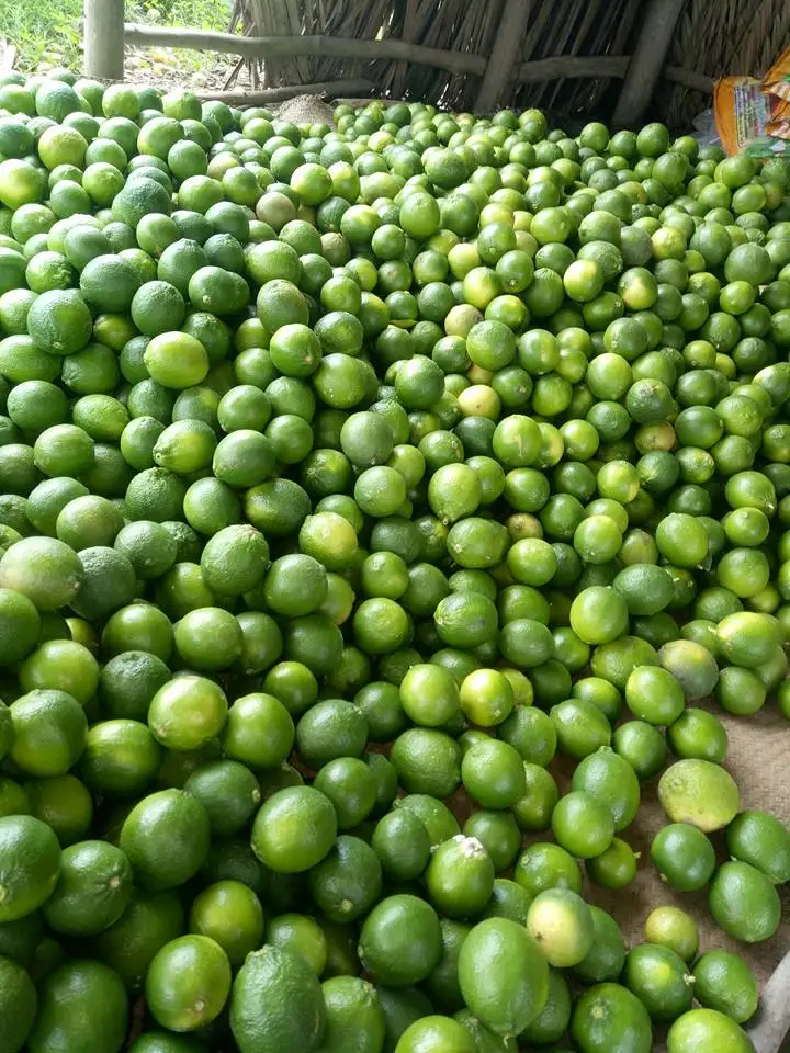 GREEN LIME SSEEDLESS FRESH LIME HIGH QUALITY FRESG LIME VIETNAM +84-845-639-639 (Whatsapp)