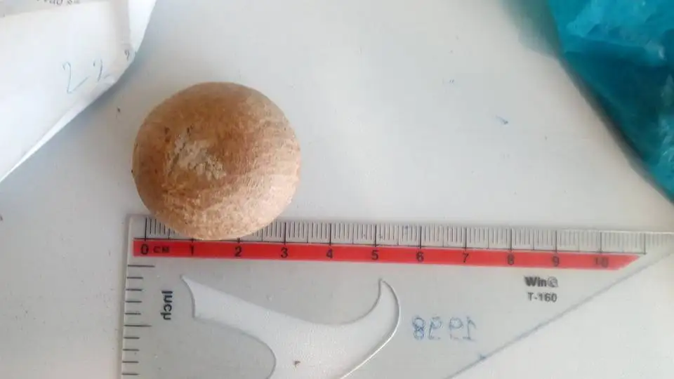 WHOLE DRIED BETEL NUTS FROM VIETNAM WITH COMPETITIVE PRICE AND HIGH QUALITY EXPORT IN 2022