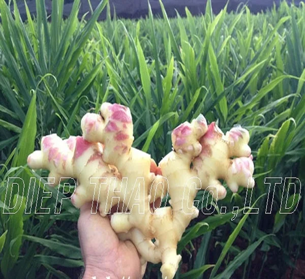 FRESH YOUNG GINGER FORM VIETNAM