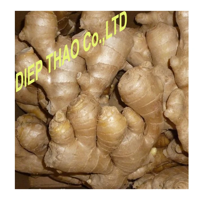 Свежий/сушеный/порошок имбиря вьетнамской фермы