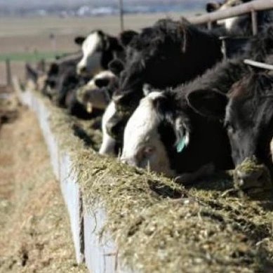 
Factory Price Best Quality Cotton Seed Meal 