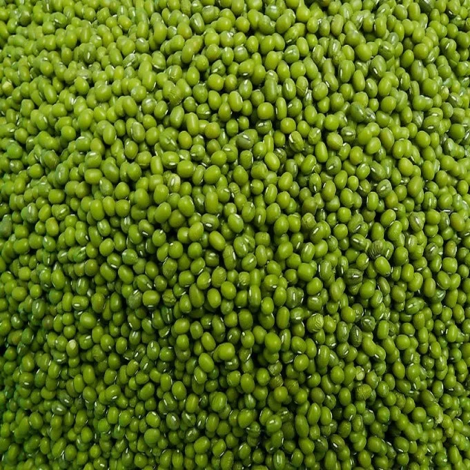 Green Mung Beans / Vigna Beans/ Organic Mung Beans for sale