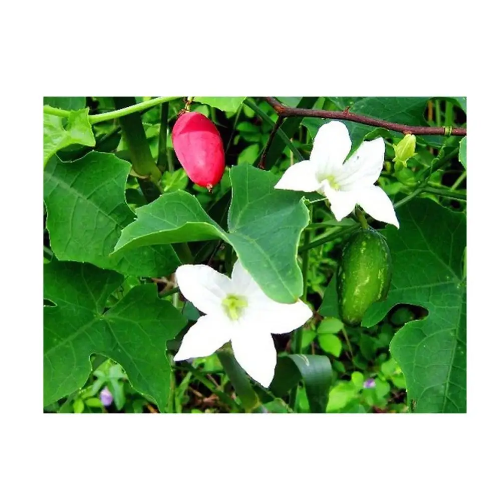 Божья кошка с лучшим качеством в 2021 г. (Whatsapp + 84845639639)