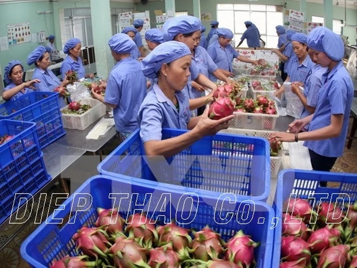 
FROZEN PITAYA/ DRAGON FRUIT DICE, PULPS, HALF CUT, WHOLE, CHUNK 