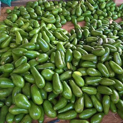 
Fresh Hass Avocado Fresh Fruit 