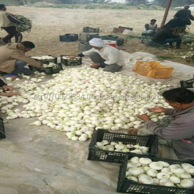 PREMIUM FRESH GARLIC! SPECIAL PRICE!