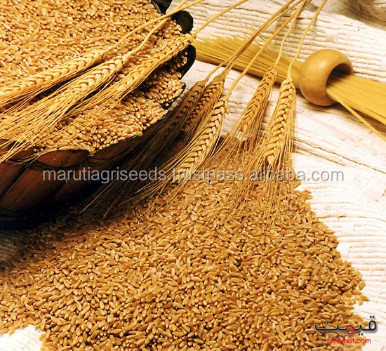 2017 Premium Quality Food For Bajara Seeds For Gambia