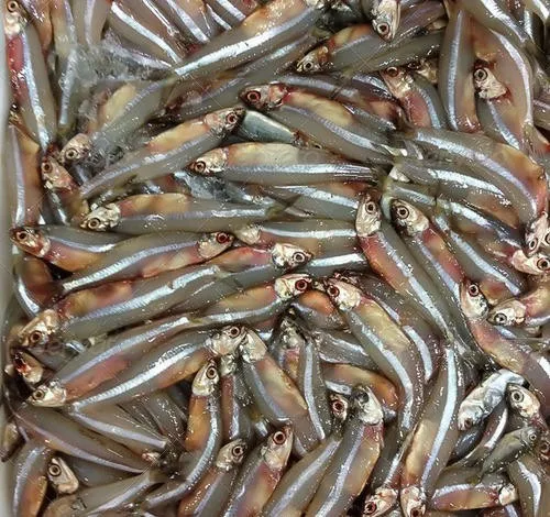 Хорошая цена сушеный анчоусы | Сушеная Рыба морепродукты вяленая ЕС