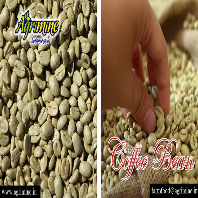 Продавец кофейных зерен ROBUSTA